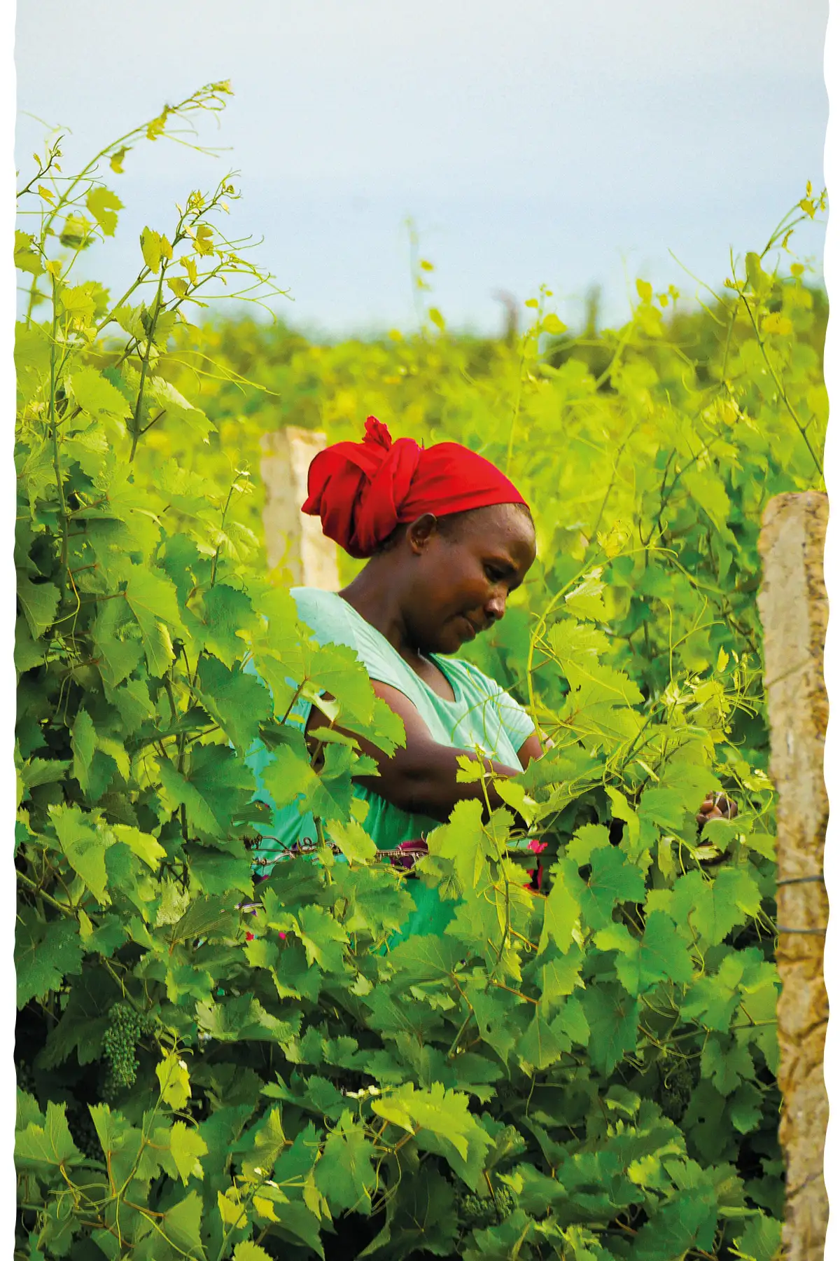 Vignobles Ethiopie