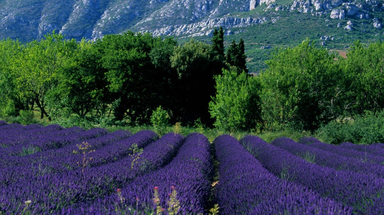 [Translate to English:] Lavandes de Provence